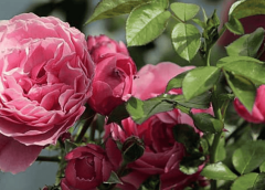 American Beauty Rose: This Vintage Shade Is Back