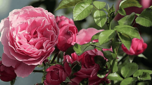 American Beauty Rose: This Vintage Shade Is Back