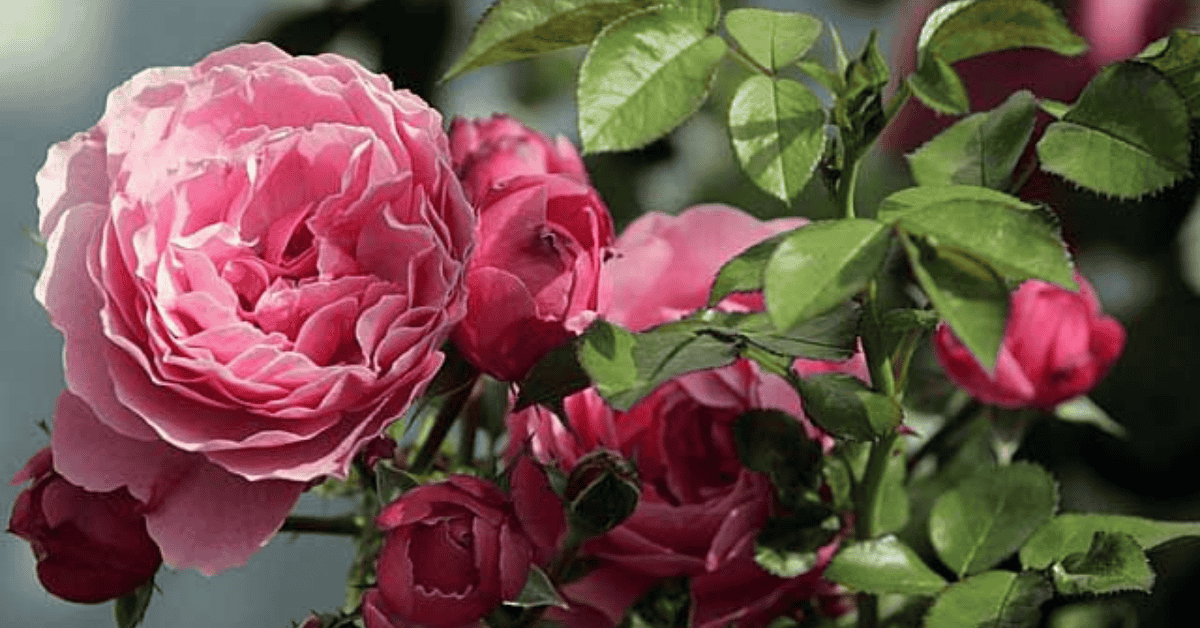 American Beauty Rose: This Vintage Shade Is Back